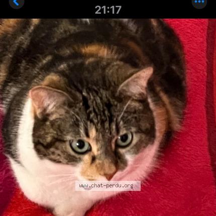 Photo 1/1 Princesse Chat lost in Morsang sur orge