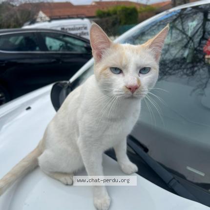 Photo 1/1 mimi Chat lost in Aulnat