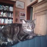 Picture of cat lost at Zaventem