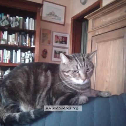 Photo 1/1 Bandini Chat lost in Zaventem