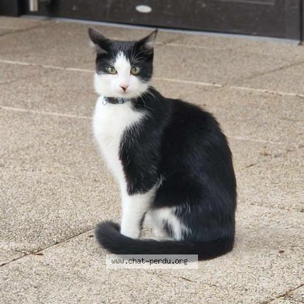 Photo 1/1 Zwing Chat lost in Bordeaux