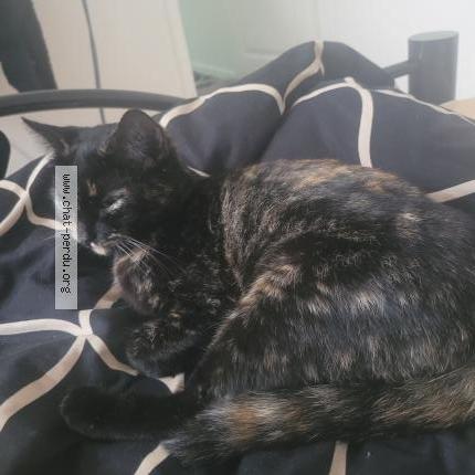 Photo 1/2 Mimi Chat lost in Aubervilliers