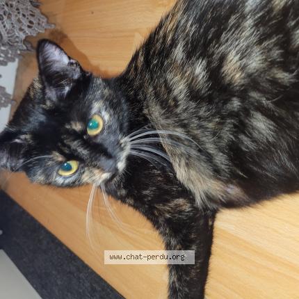 Photo 2/2 Mimi Chat lost in Aubervilliers