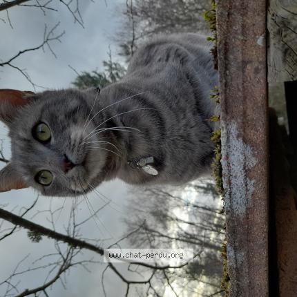 Photo 1/1 Sacha Chat lost in La guerche sur l aubois