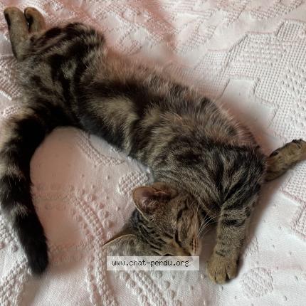 Photo 1/1 Salie Chat lost in Besancon