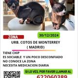 Picture of cat lost at Cotos De Monterrey Venturada