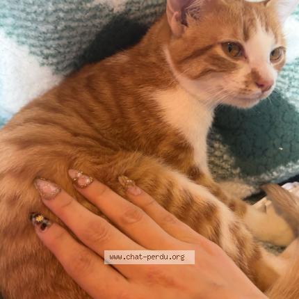 Photo 1/1 Evelyne Chat lost in Foissiat