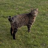 Picture of cat lost at Viroflay