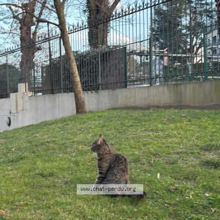 Photo 5/5 Cyra Chat lost in Viroflay