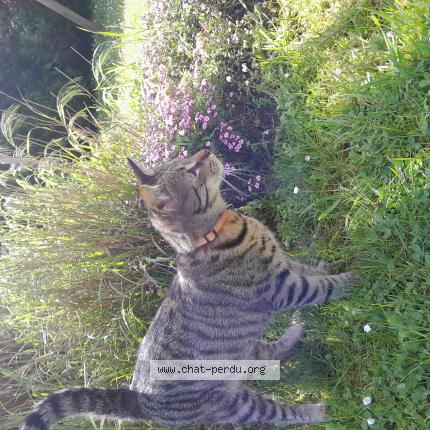 Photo 1/1 Momo Chat lost in Vaas