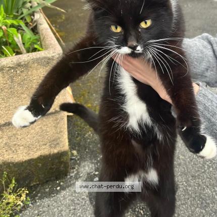 Photo 1/1 Found cat Found in St gaudens