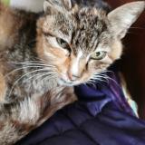 Picture of cat found at Rennes