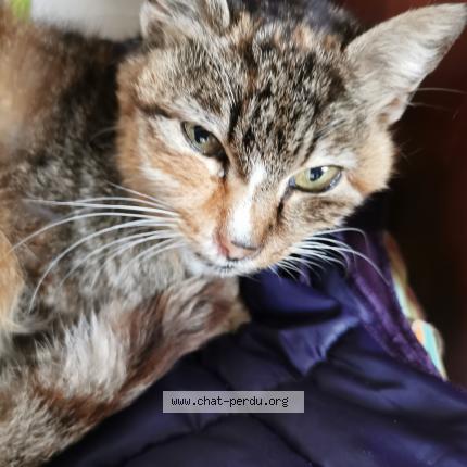 Photo 1/1 Found cat Found in Rennes