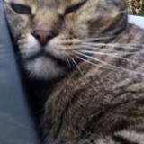 Picture of cat lost at La Souterraine