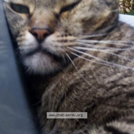 Photo 1/1 Haribo Chat lost in La souterraine