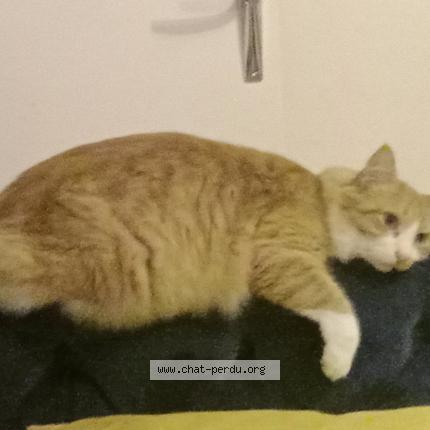 Photo 1/1 Toon Chat lost in Quimper