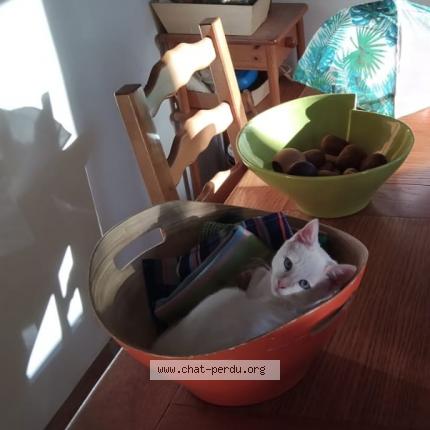 Photo 1/1 XURI Chat lost in Uztaritze