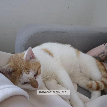 Photo 1/1 Cat reunited Lost in Vierzon