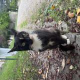 Picture of cat found at Montelimar