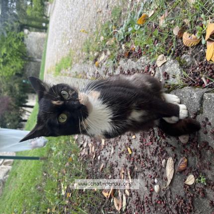 Photo 1/1 Found cat Found in Montelimar