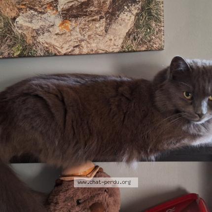 Photo 1/1 R&eacute;glisse Chat lost in Montfavet