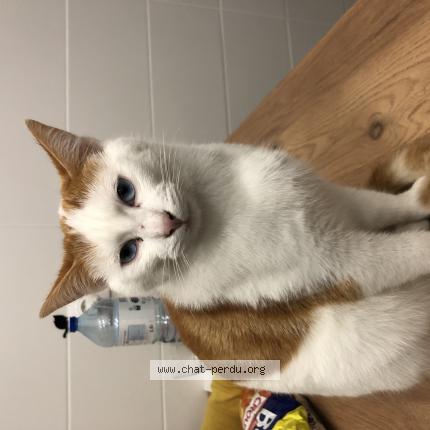 Photo 1/1 Shaun Chat lost in Graces