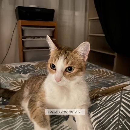 Photo 1/1 Happy Chat lost in Le vaudreuil