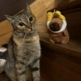 Picture of cat lost at Bruxelles