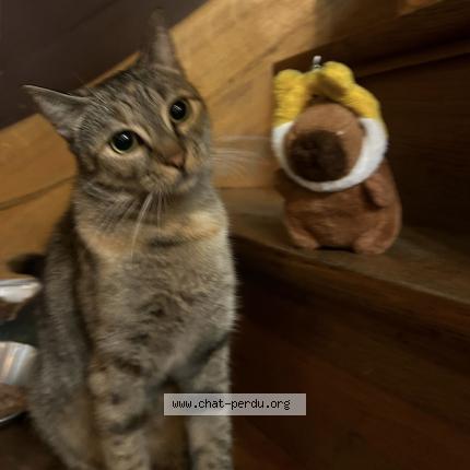 Photo 1/1 Bouboulina Chat lost in Bruxelles