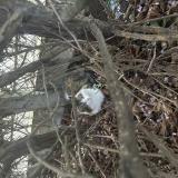 Picture of cat found at Aulnay