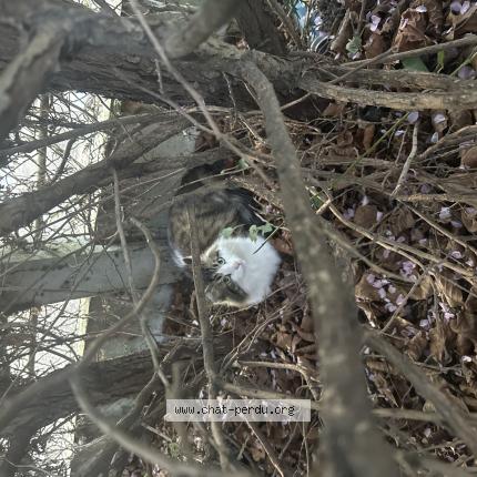 Photo 1/1 Found cat Found in Aulnay