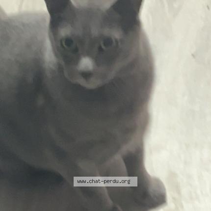 Photo 1/1 Simba Chat lost in Lille