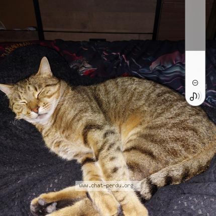 Photo 1/1 Simba Chat lost in La gaude