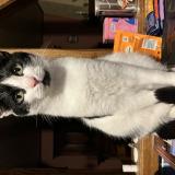 Picture of cat lost at Saint Aubin En Bray