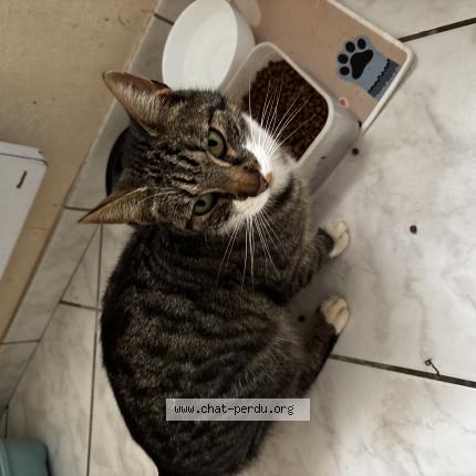 Photo 1/1 Pepito Chat lost in Treillieres