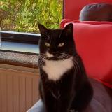 Picture of cat lost at Manage