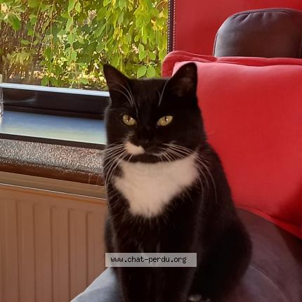 Photo 1/1 Chipie Chat lost in Manage