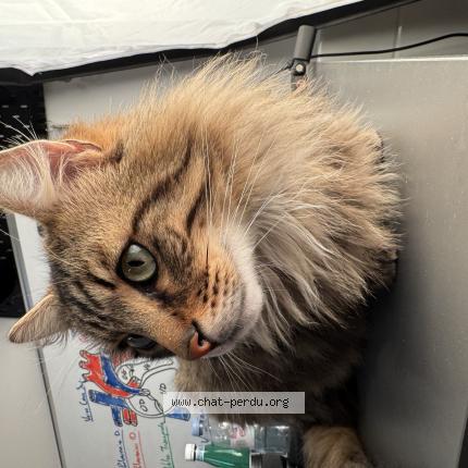 Photo 1/1 Coco Chat lost in Les mureaux