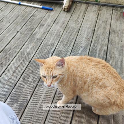 Photo 1/1 Church Chat lost in Plouguerneau