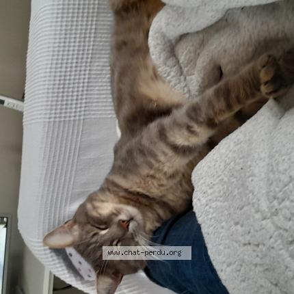 Photo 1/1 JOEY Chat lost in Macon st albain