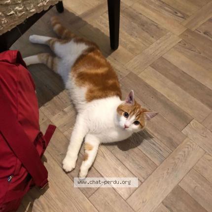 Photo 1/1 Juju Chat lost in Marestmontiers