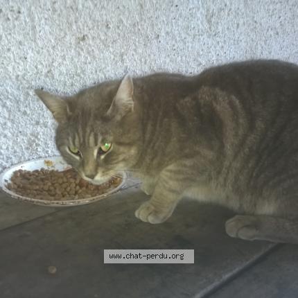 Photo 1/1 Cat reunited Found in Saint sauveur en puisaye