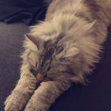 Picture of cat lost at Bellevigny Belleville Sur Vie