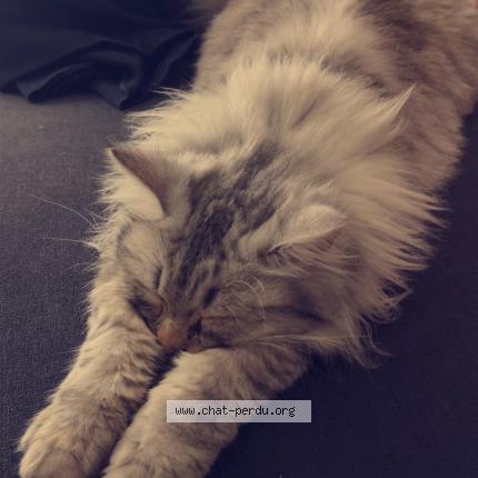 Photo 1/1 Gnocchi Chat lost in Bellevigny belleville sur vie