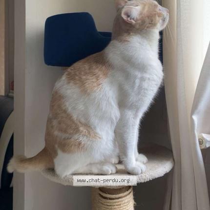 Photo 1/1 N&eacute;ji Chat lost in Saint erienne