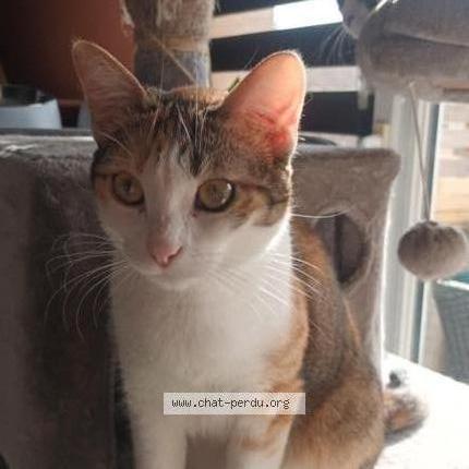 Photo 1/1 Abby Chat lost in Aniane