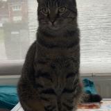 Picture of cat lost at Neuville En Ferrain