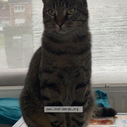 Photo 1/1 Grisou Chat lost in Neuville en ferrain