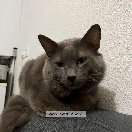 Photo 1/1 Doudou Chat lost in Tournefeuille