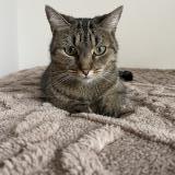 Picture of cat lost at Anglet